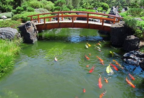 佳河錦鯉園|佳河錦鯉多肉園Koi Garden│佳河錦鯉園》多肉植物迷。